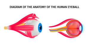 Human eye anatomy diagram with eyeball disorders symbols isometric isolated vector illustration